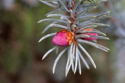 Picea pungens 'Argentea' - smrk pichlavý - jaro